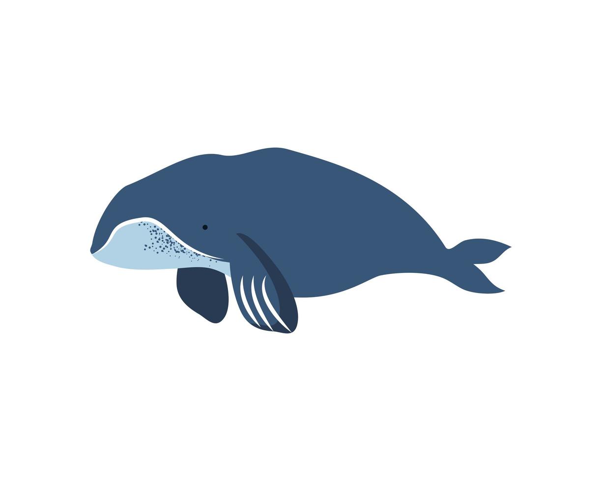 Groenlandse walvis icoon vector