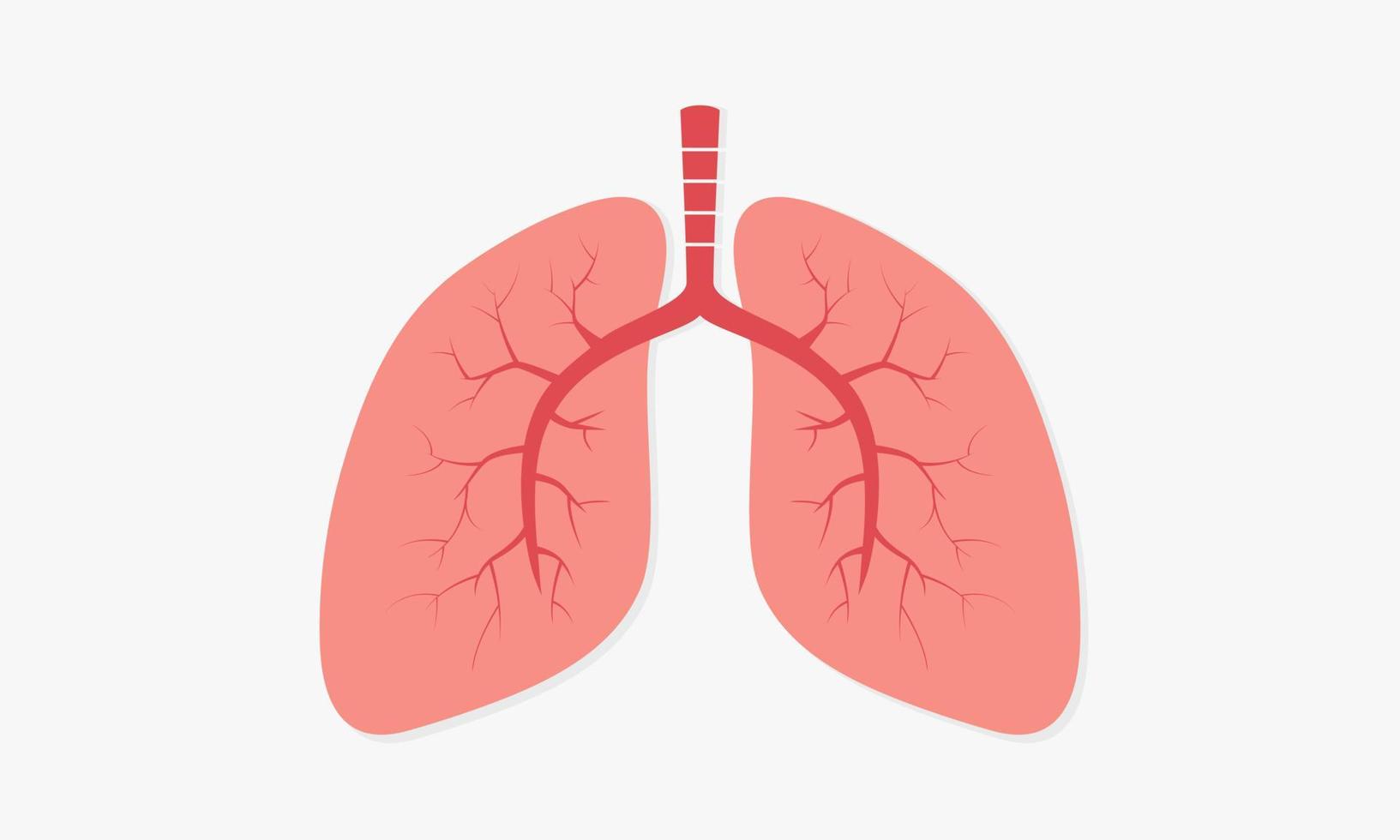 organen menselijke long. ademhaling vectorillustratie. vector