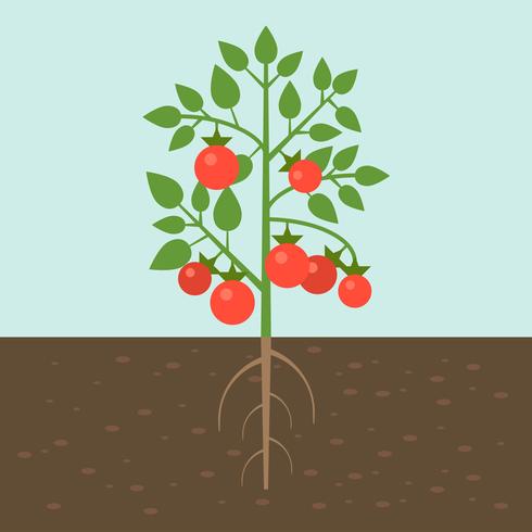 tomatenplanten, groente met wortel in grondtextuur, vlak ontwerp vector