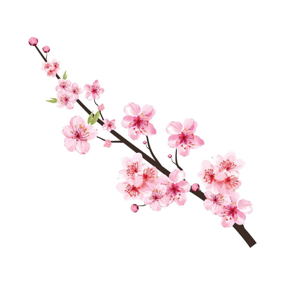 kersenbloesemtak met bloeiende roze sakurabloem. realistische aquarel kersenbloem vector. sakura bloesem met aquarel kersenbloem. sakura tak vector op witte achtergrond