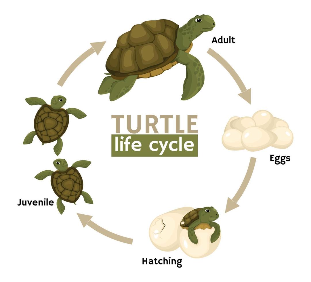 samenstelling van de levenscyclus van de schildpad vector