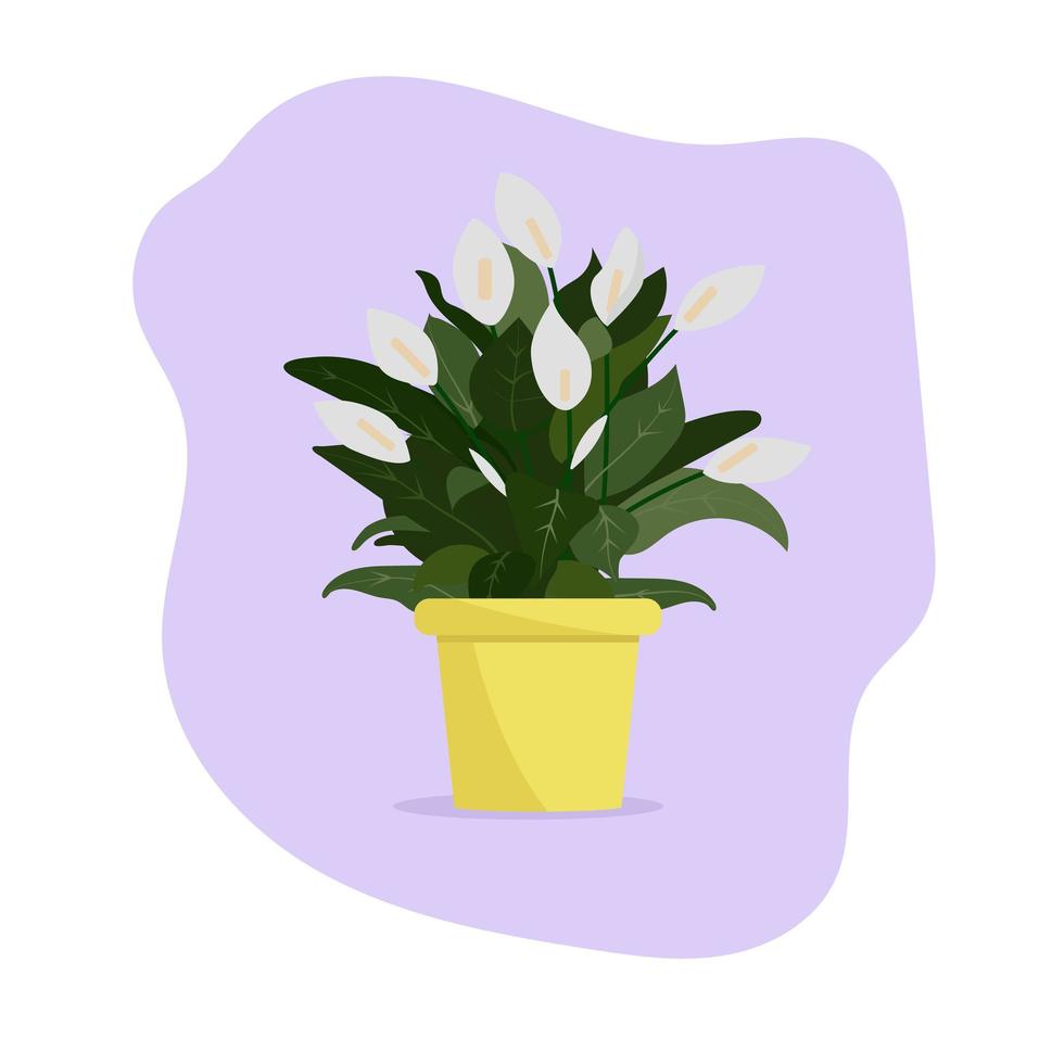 mooie bloem in een pot. in een pot planten. spathiphyllum vector