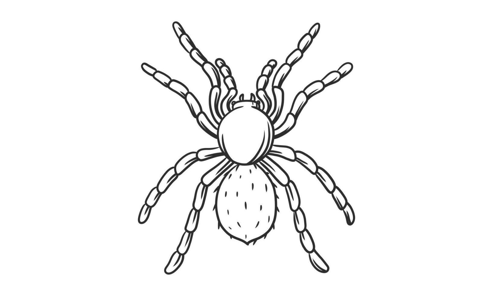 vector lineart illustratie van zwarte spin op witte achtergrond, hand getekende spin insect sketch