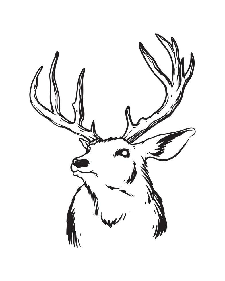 een handgetekende illustratie van het hert met sterke geweien. een hert op zoek naar zijn jacht. een dieren cartoon tekening met details. vector