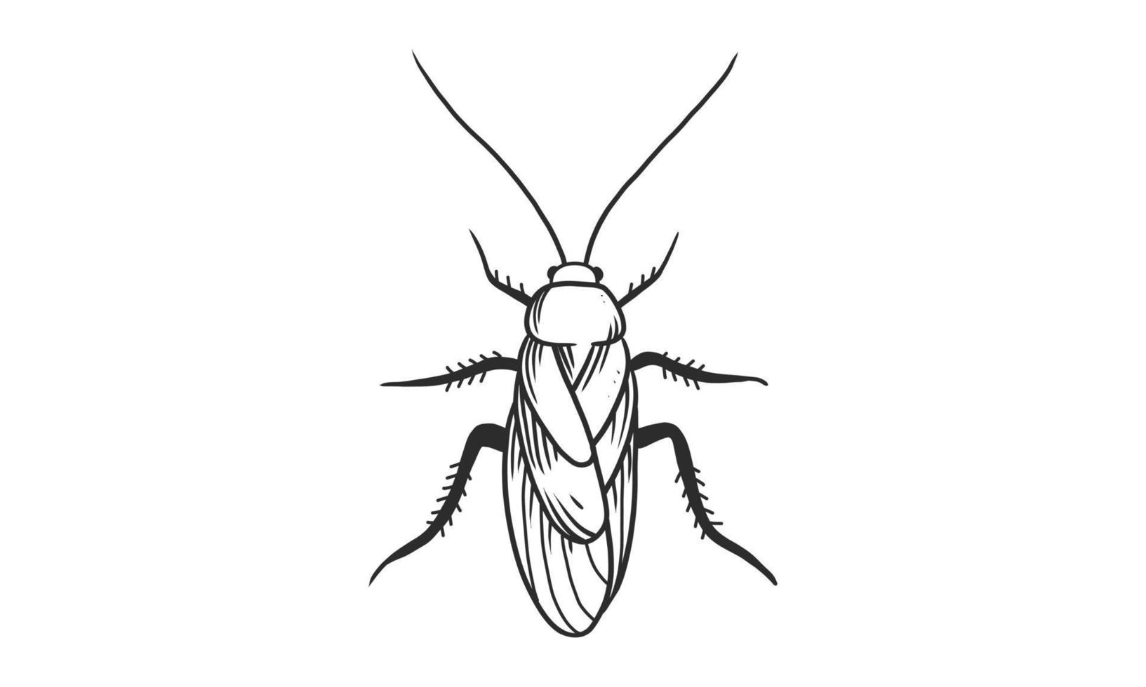 vector lineart illustratie van kakkerlak op witte achtergrond, hand getekende bovenaanzicht kakkerlak insect sketch