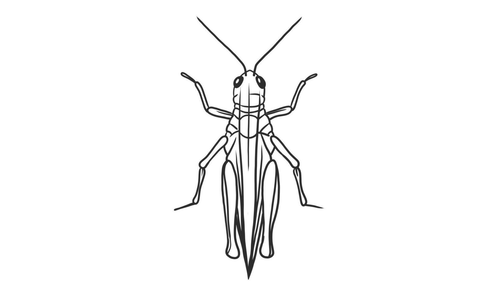 vector lineart illustratie van sprinkhaan op witte achtergrond, hand getrokken bovenaanzicht sprinkhaan insect sketch