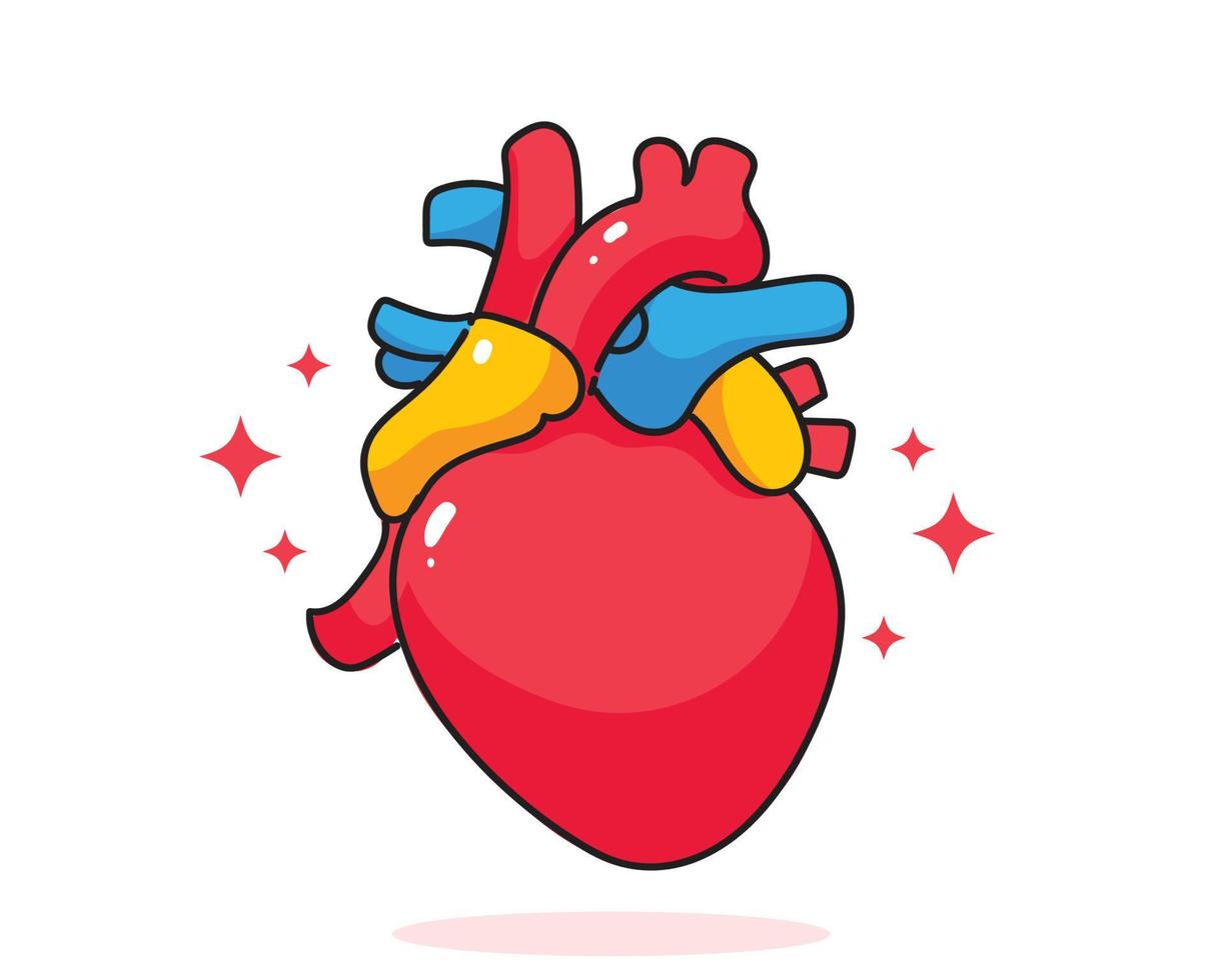 hart menselijke anatomie biologie orgaan lichaam systeem gezondheidszorg en medische hand getekende cartoon kunst illustratie vector