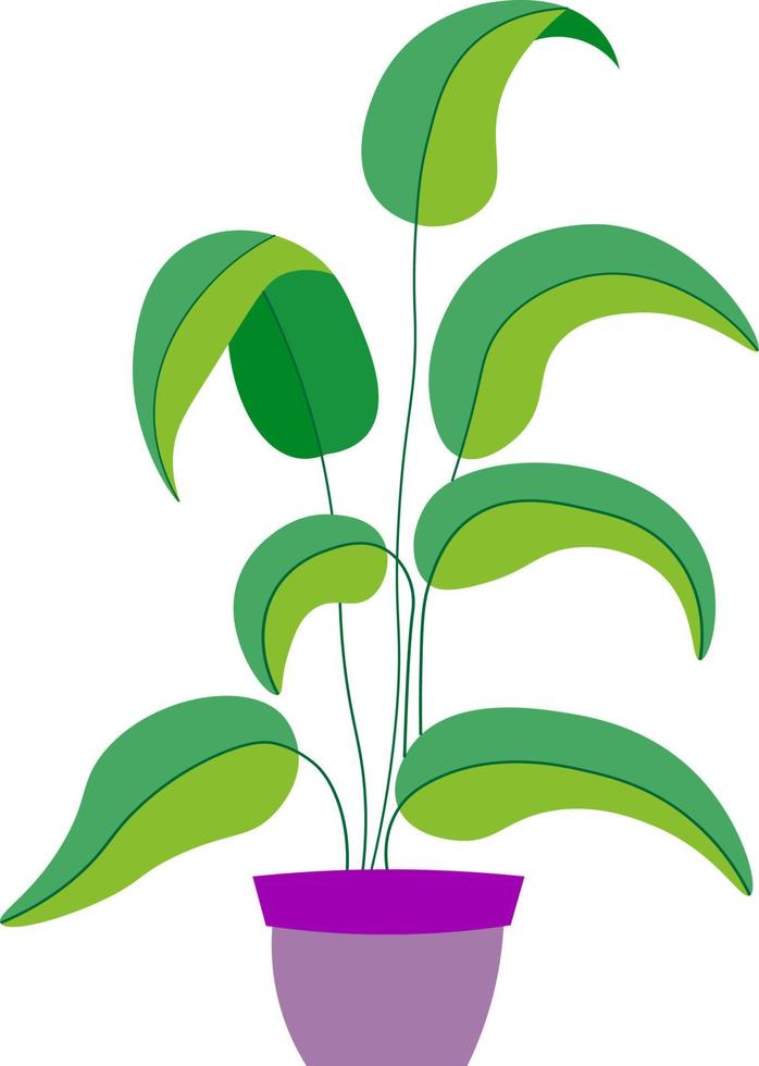 huiskamerplanten - ficus met grote bladeren in paarse pot. vector afbeelding.