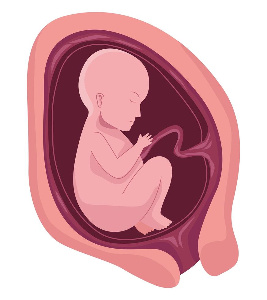 foetus met zeven maanden vector