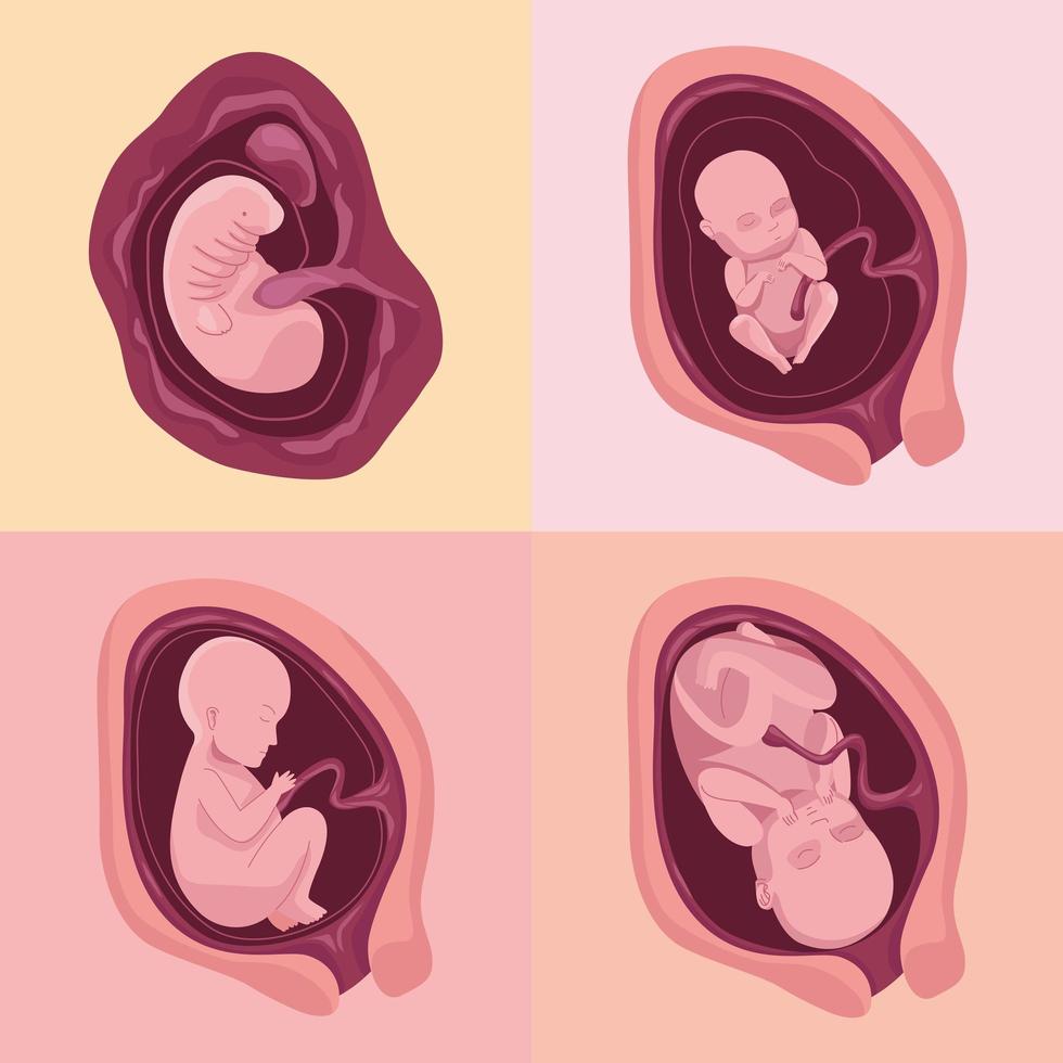 vier pictogrammen voor embryo-ontwikkeling vector