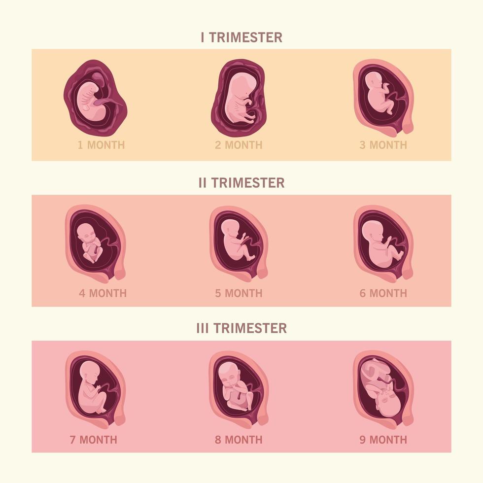 negen foetus infographic vector