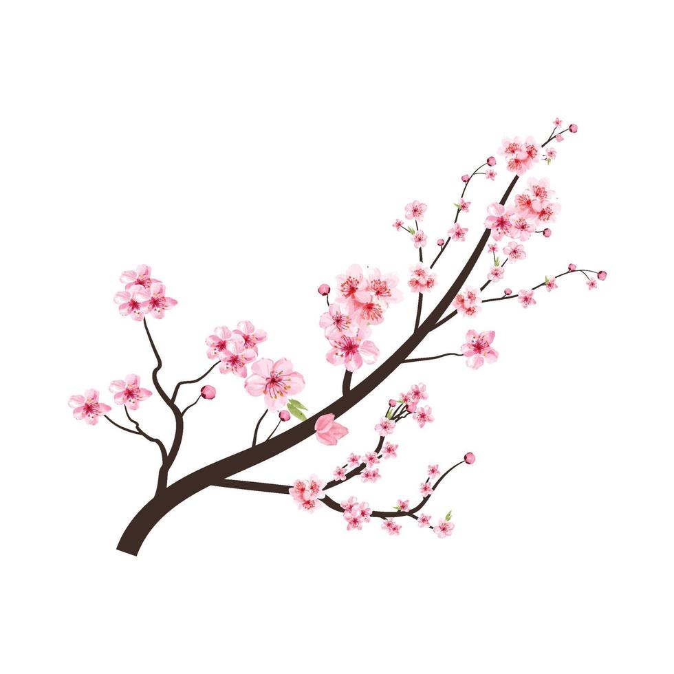 Uitdaging Uitverkoop uitgehongerd kersenbloesemtak met roze sakurabloemvector. kersenbloesem met aquarel  sakura bloem bloeien. aquarel kersenbloem. Japanse kersenbloesem vector.  sakura tak. 4726721 Vectorkunst bij Vecteezy