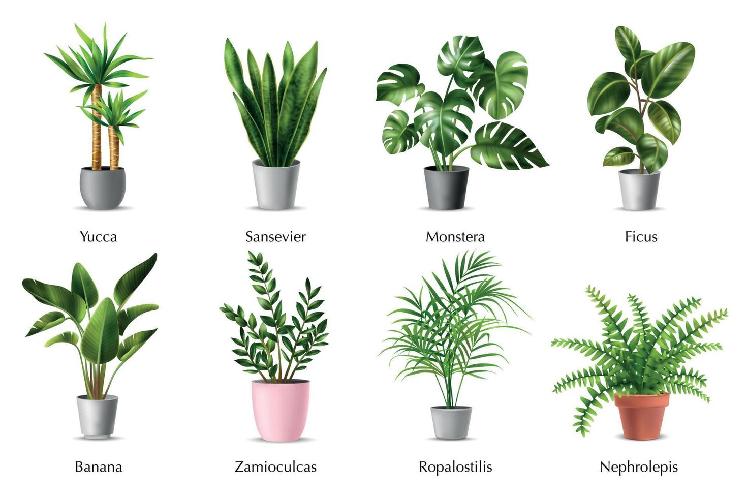 kamerplanten set vector