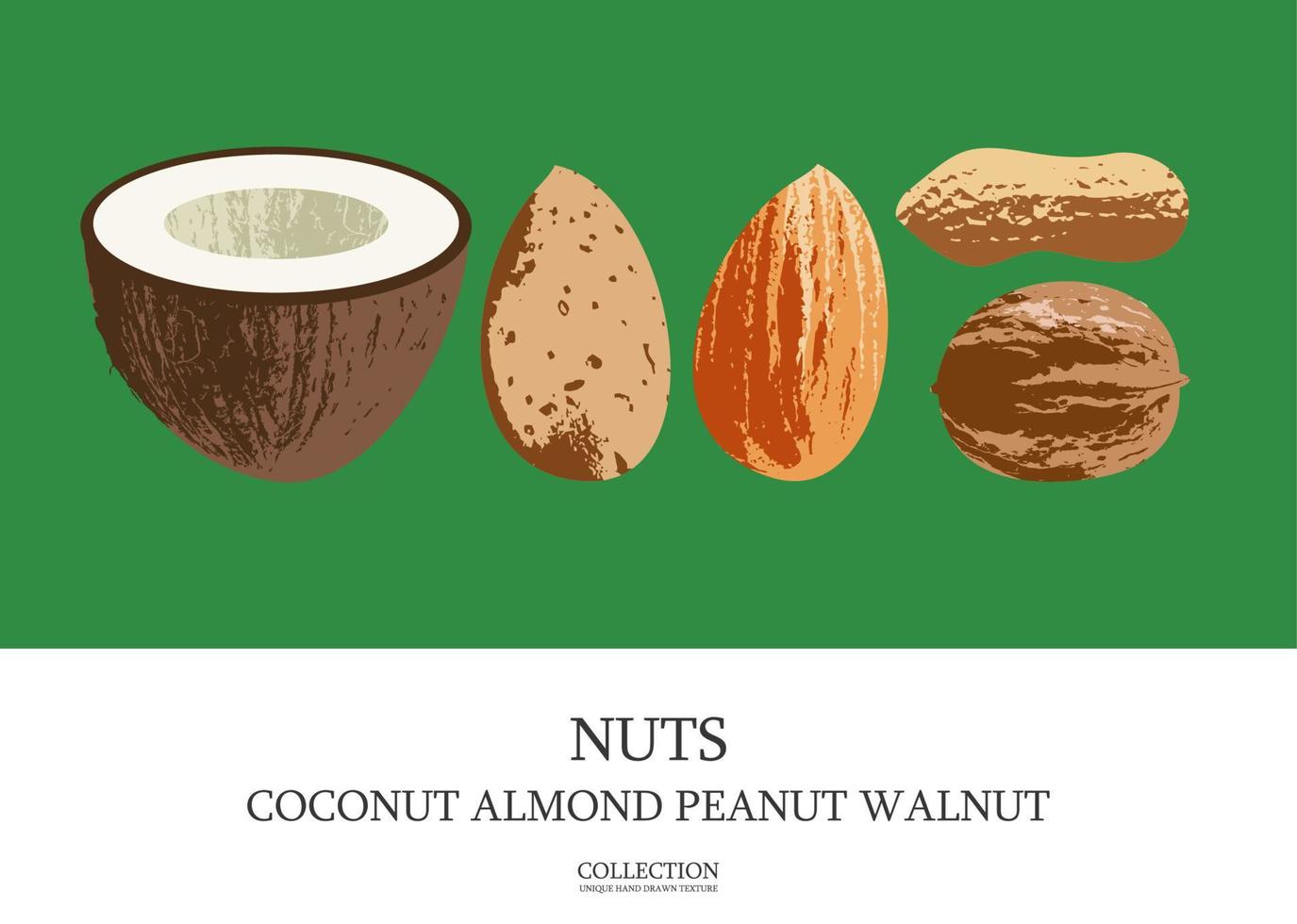 set van heerlijke en gezonde noten. kokos, amandelen, walnoten, pinda's. vectorillustratie. keto-dieet. vector