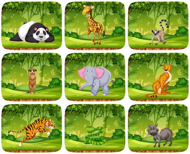 Set van dieren in jungle-scènes vector