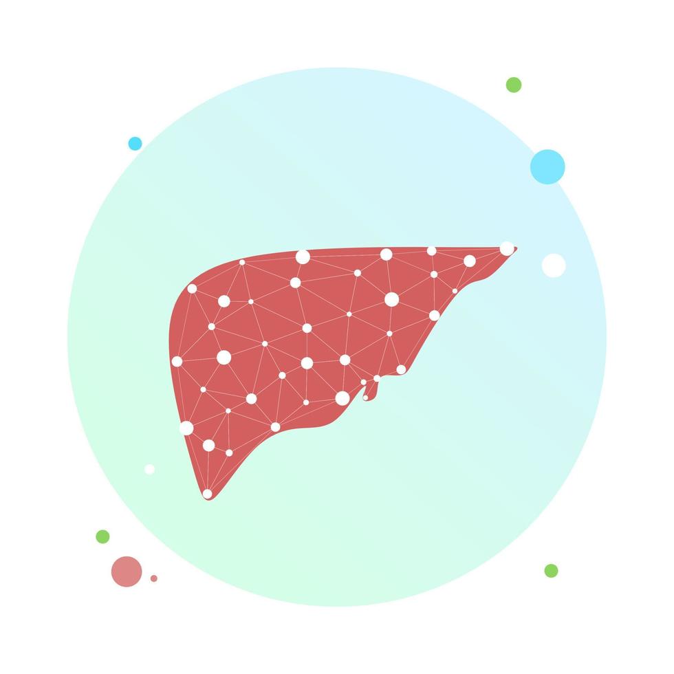 levergezondheid laag poly draadframe. veelhoekig anatomisch model van menselijke lever gemaakt van sterren, lijnen, stippen, driehoeken. medisch en anatomie concept. cirrose en hepatitis medische behandeling, transplantatie vector