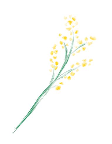 Leuke mimosa van de de waterverf Vectorbloem van de lente. Kunst geïsoleerd object voor huwelijksboeket vector