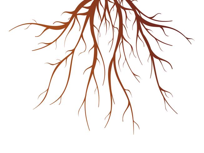 Boomwortel geïsoleerde illustratie vector