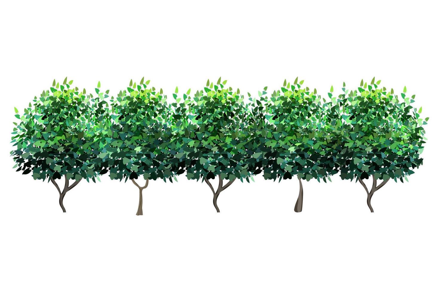 siergroene plant in de vorm van een haag.klimopboog.realistische tuinstruik, seizoensstruik, buxus, boomkroonstruikblad. vector