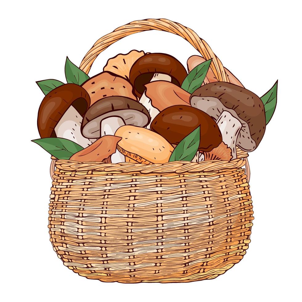 mand met champignons. vectorillustratie. geïsoleerd op wit. handgetekende afbeelding. vector