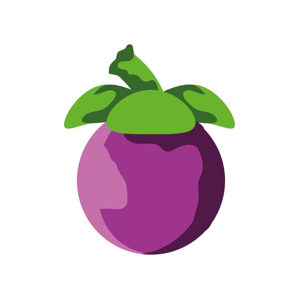 mangosteen tropisch fruit vector