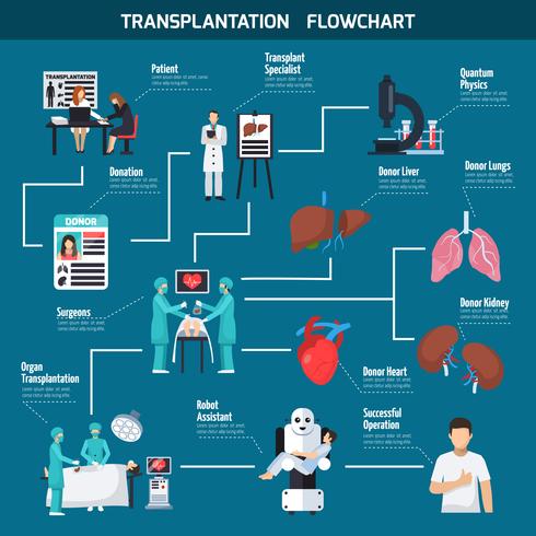 Transplantatie stroomdiagram lay-out vector