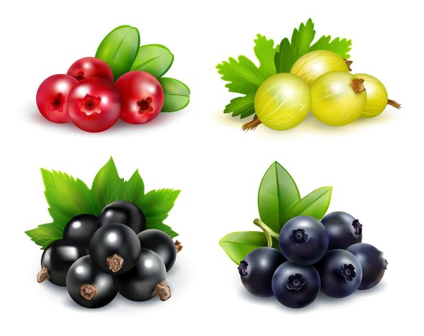berry clusters realistische set vector