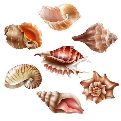 Realistische Seashell Set vector