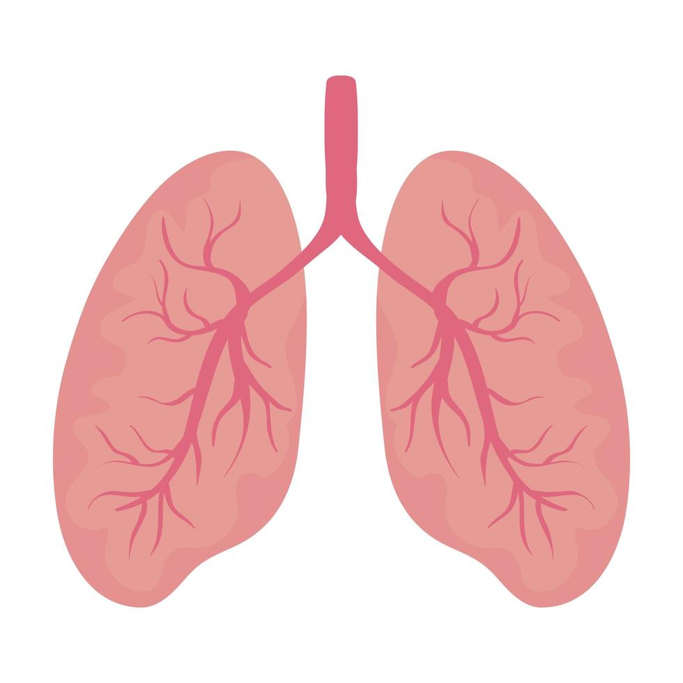 longen menselijk orgel geïsoleerd pictogram vector