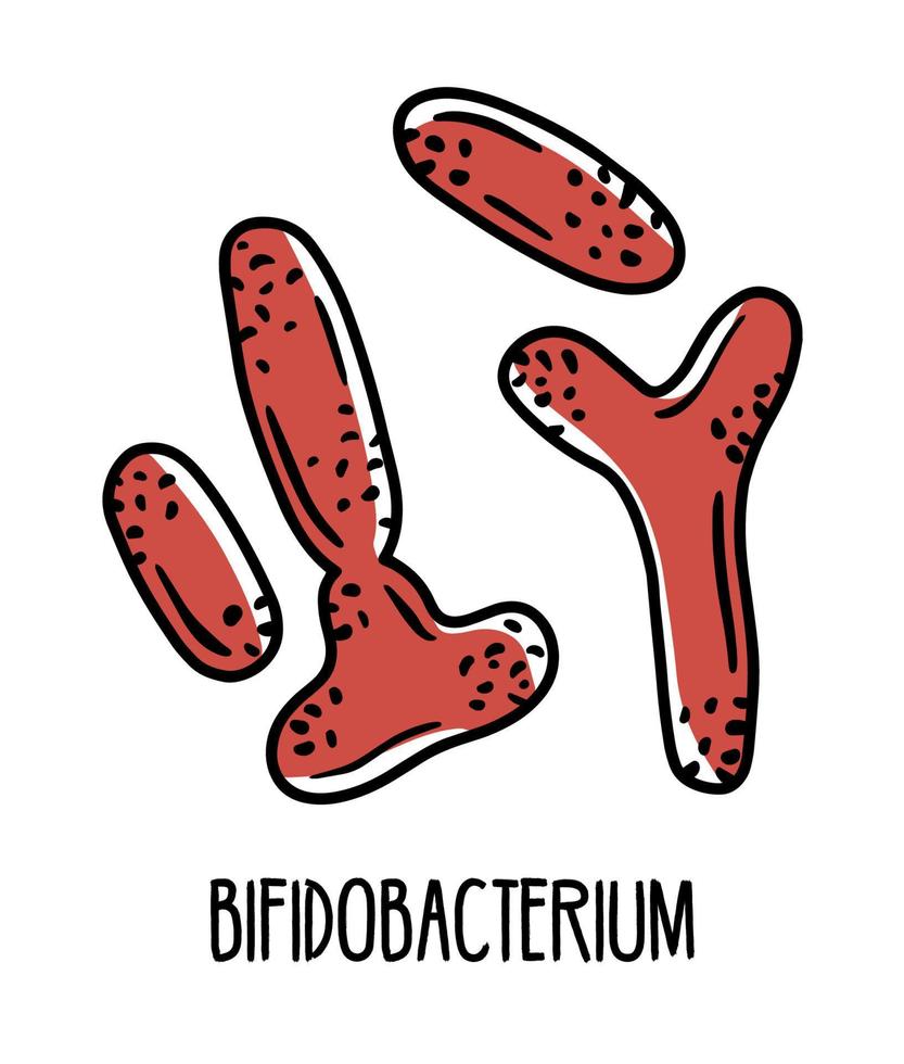 bifidobacterium grampositieve anaërobe bacteriën in de menselijke darmmicroflora, vectorillustratie. microbiota van het spijsverteringskanaal. vector