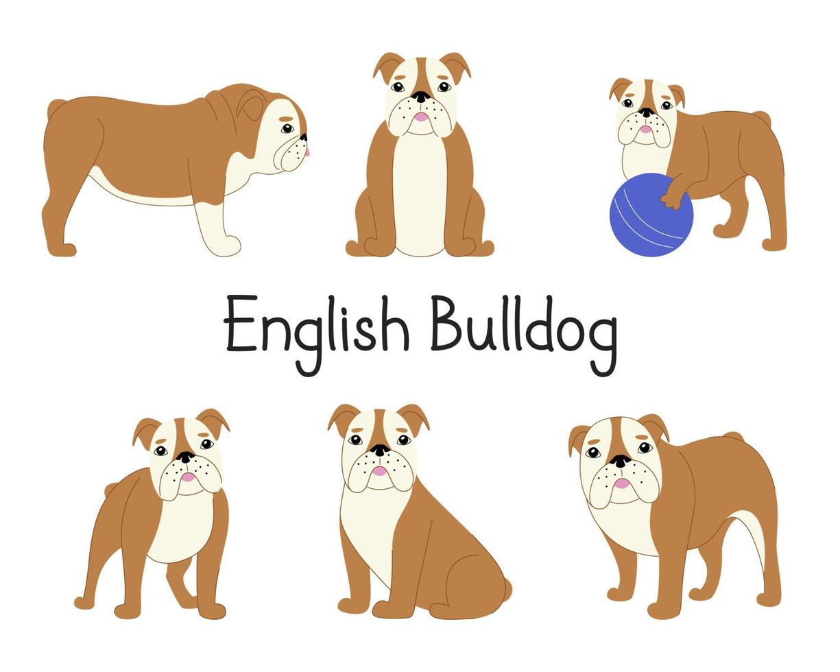 set van Engelse bulldog in verschillende poses. verzameling van moderne vectorillustratie van een hond vector