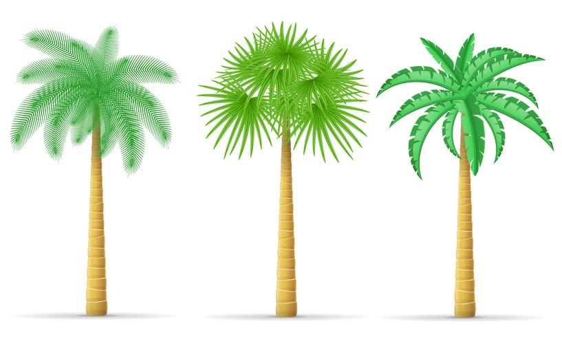 palmboom vectorillustratie vector