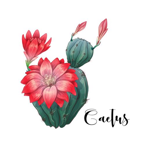 Cactus in woestijnvector en illustratie, hand getrokken die stijl, op witte achtergrond wordt geïsoleerd. vector