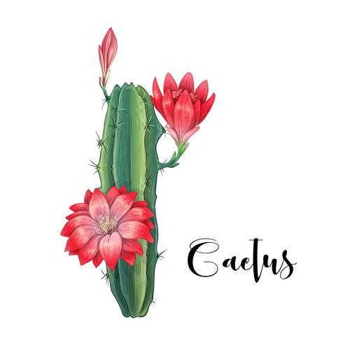 Cactus in woestijnvector en illustratie, hand getrokken die stijl, op witte achtergrond wordt geïsoleerd. vector