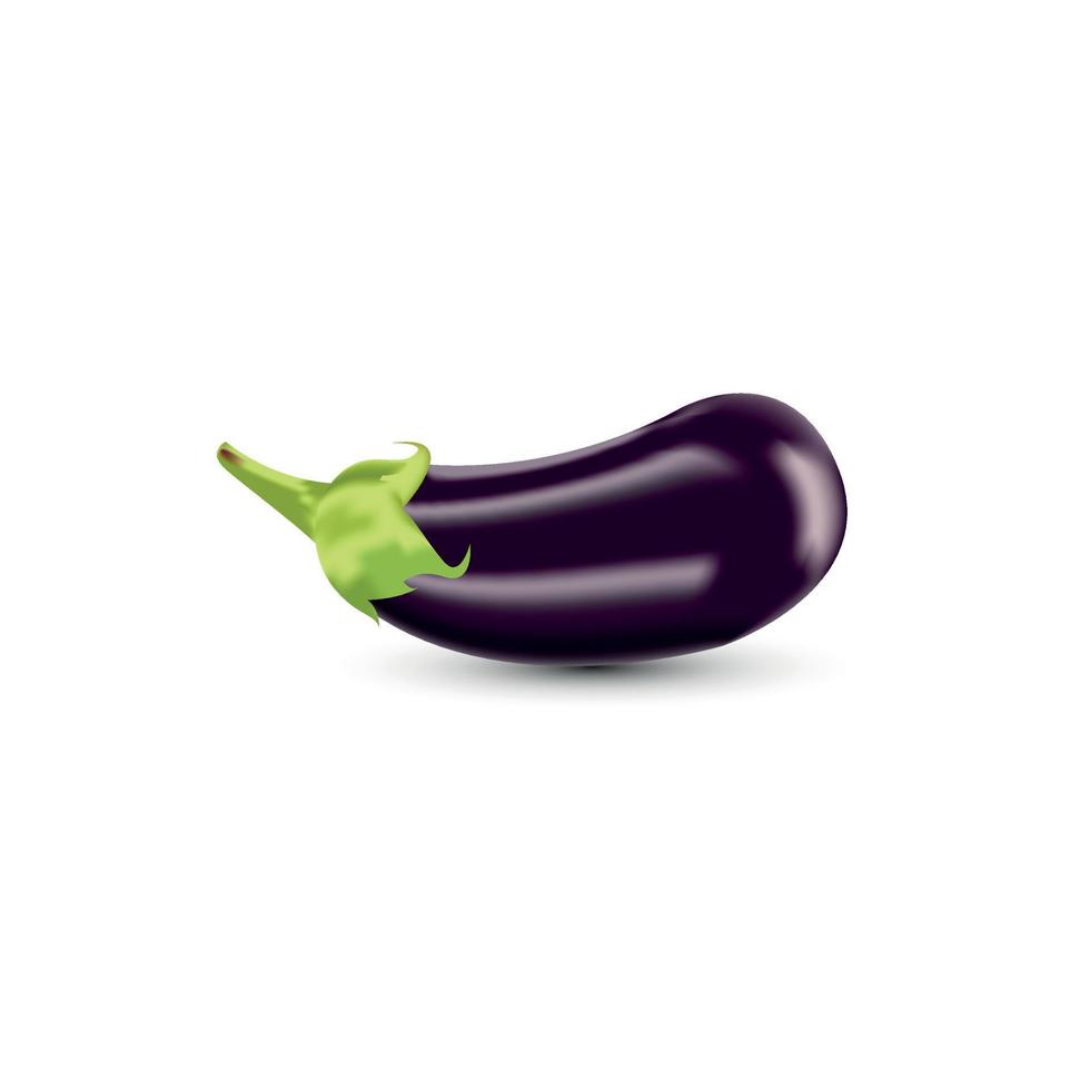 brinjal vectorillustratie vector