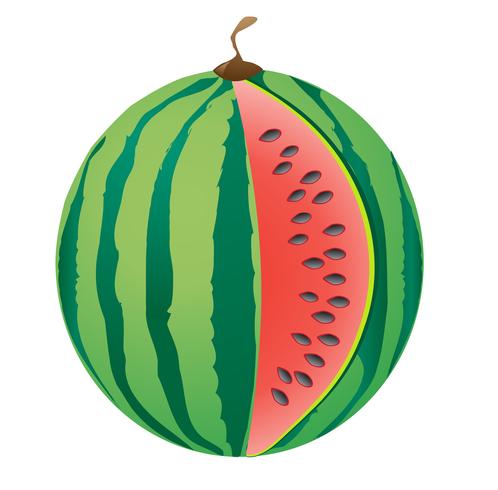 watermeloen vector