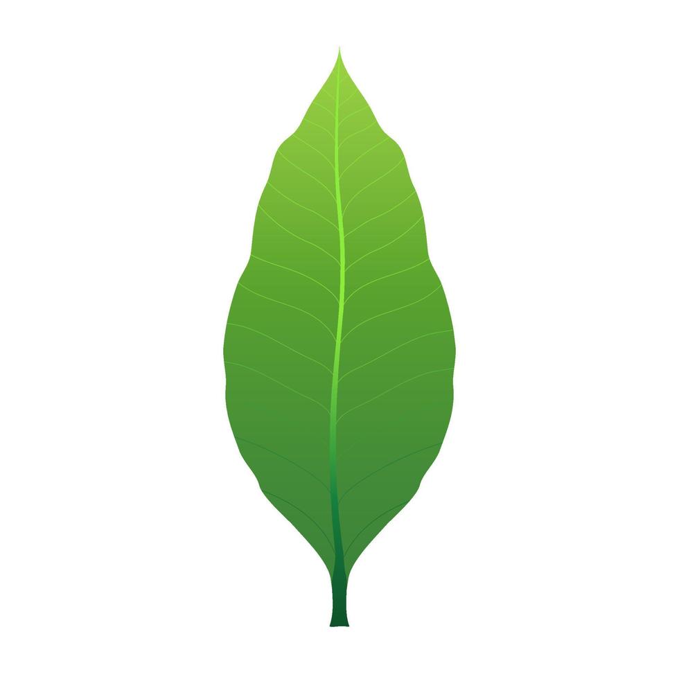 een mango groen blad. vectorontwerp op witte achtergrond. het is een zoete vrucht. vector