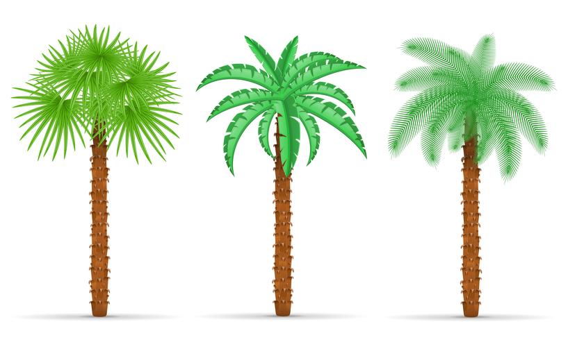 palmboom vectorillustratie vector