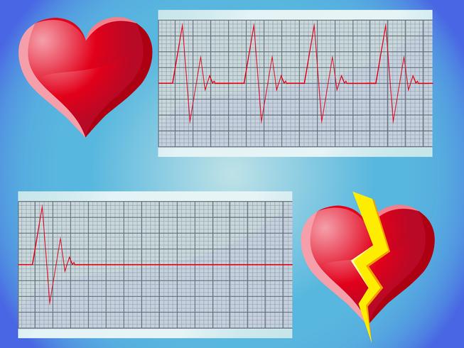 hartslag puls vector