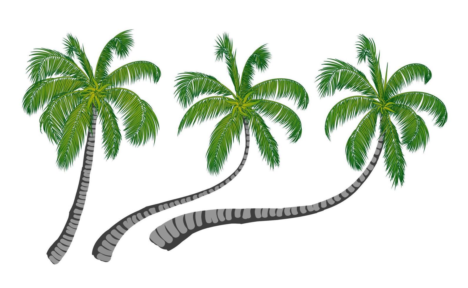 illustratie vector graphich van kokospalm. vectorillustratie.