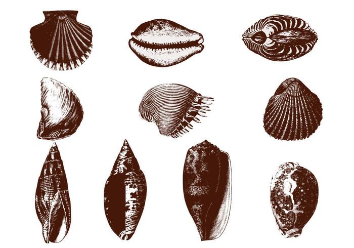 Etsde Shell Vectors Pack