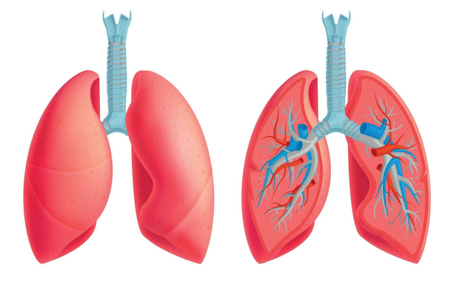 menselijke long anatomie set vector