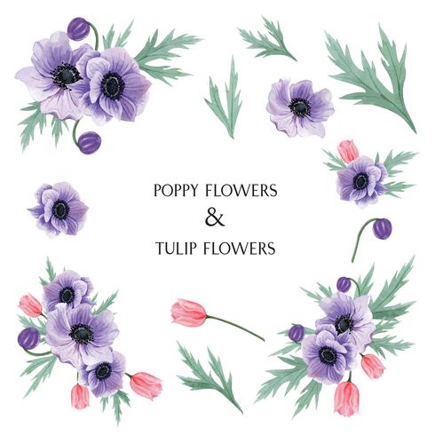 Popy en Tulpen bloeit waterverfboeketten botanische bloemenllustration geïsoleerde vector