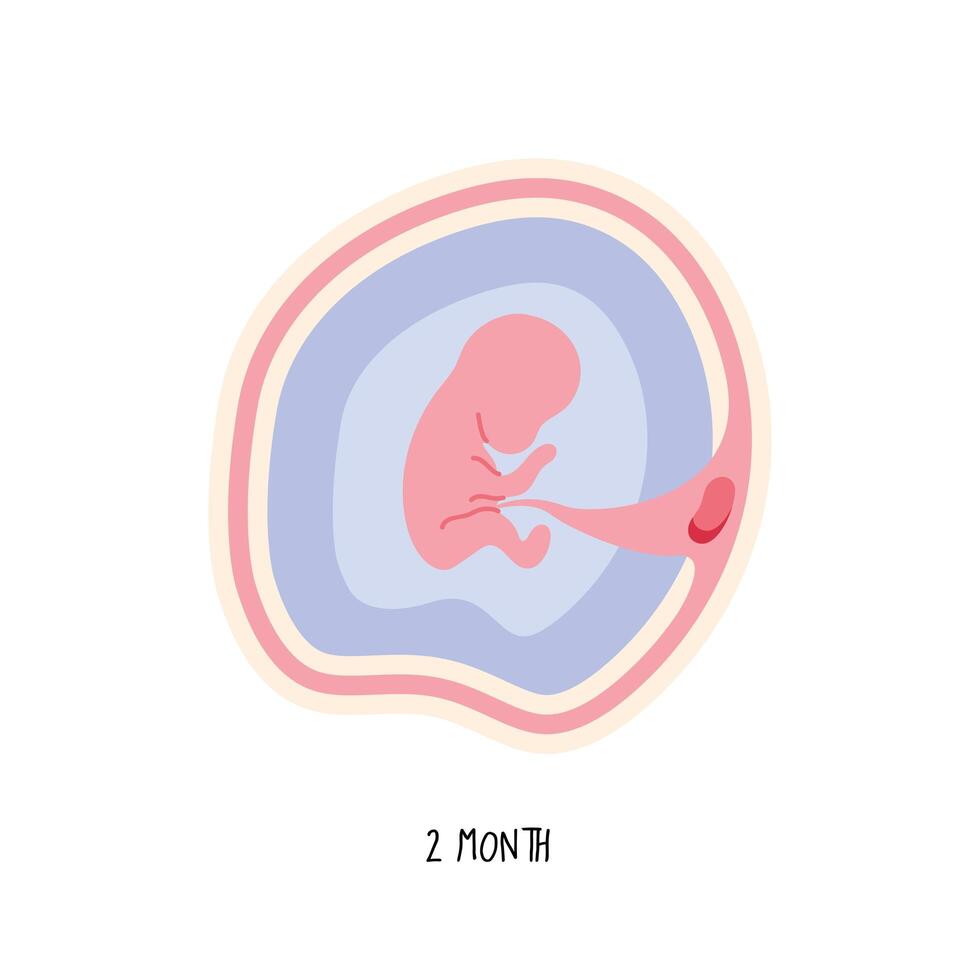 embryo ontwikkeling tweede maand vector