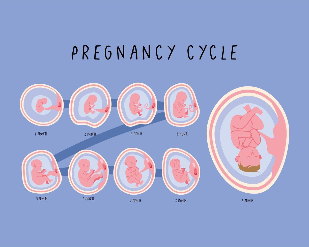 embryo ontwikkelingsmaanden fasen vector