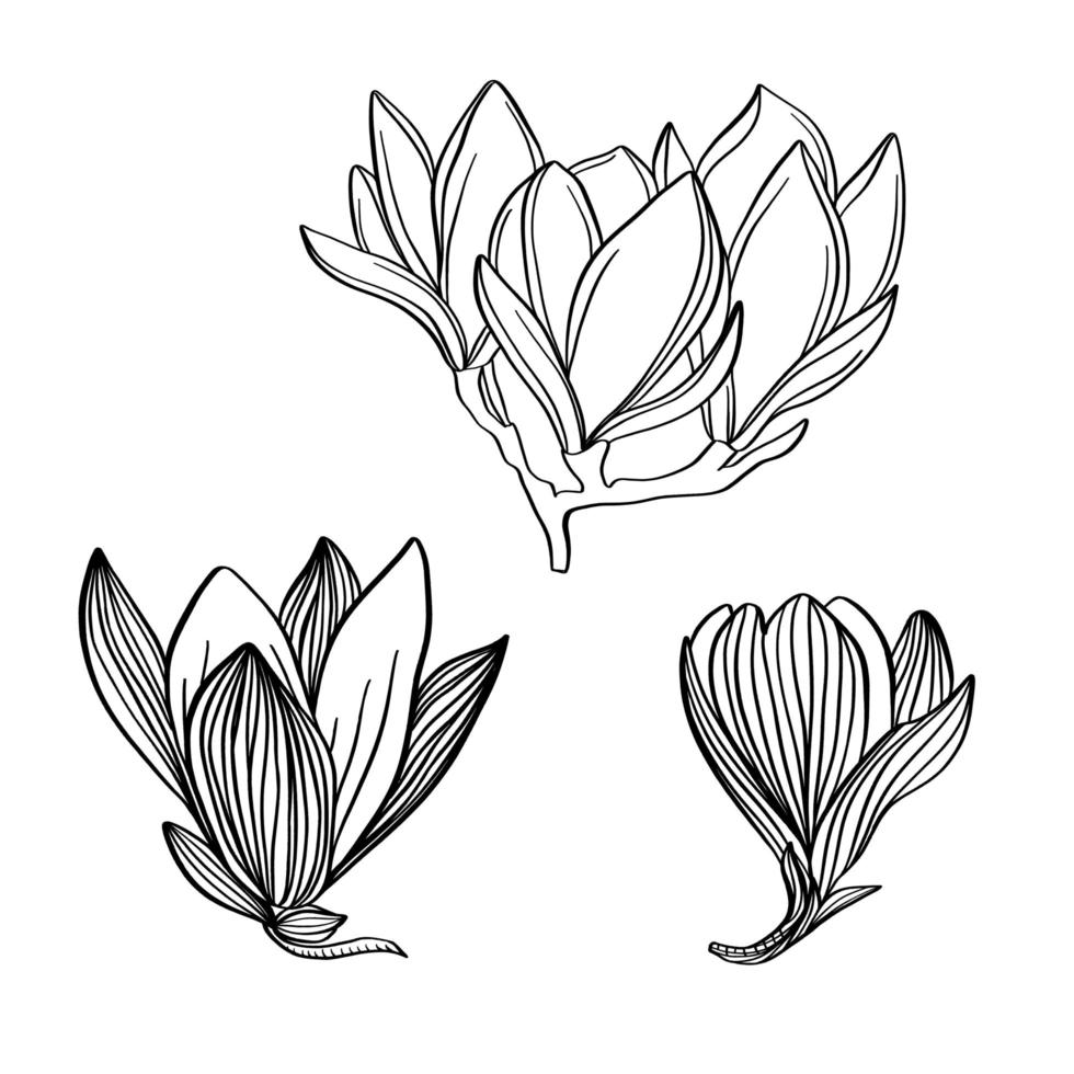 uit de vrije hand tekenen set van magnolia bloem. schets bloemen plantkunde collectie. vector