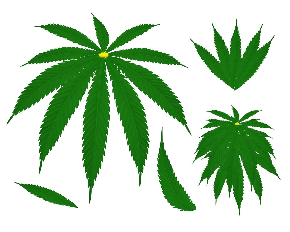kleur handgetekende cannabis. groene hennep plant zaden, schets cannabis blad en marihuana bud vector illustratie set. bundel elegante gedetailleerde natuurlijke tekeningen van wilde hennepbladeren en bloeiwijzen.