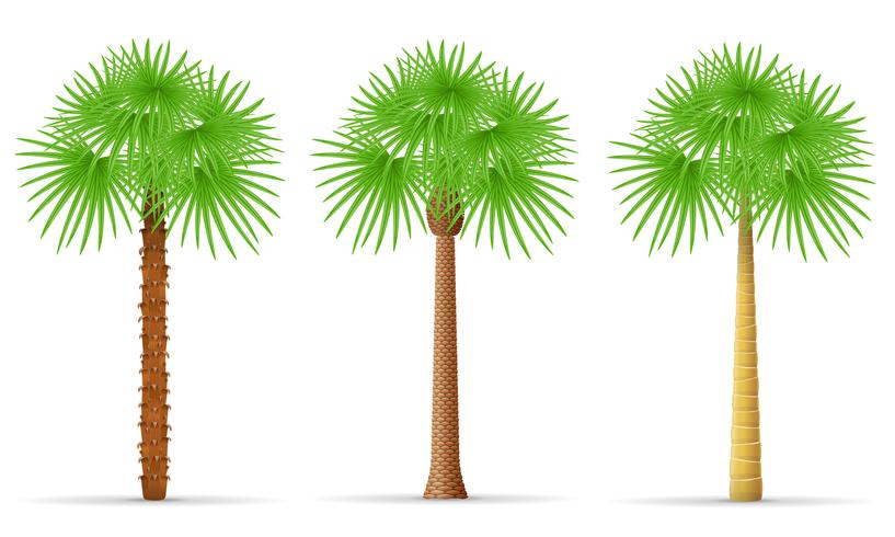 palmboom vectorillustratie vector