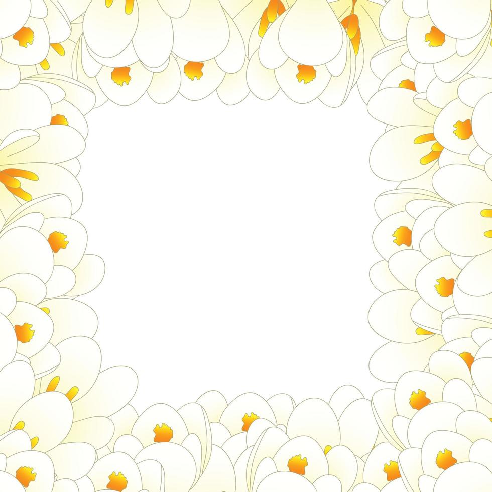 witte krokus bloemenrand vector