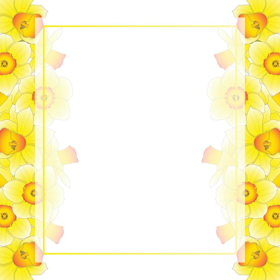 gele narcis - narcissen banner kaartrand vector